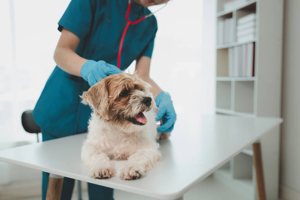Veteriner hayvan hastanesinde çalışıyor, veteriner hangi hastalıktan muzdarip olduğunu görmek için bir köpeği muayene ediyor, küçük köpek bir klinikte veteriner tarafından muayene ediliyormuş.. - Fotoğraf, Görsel
