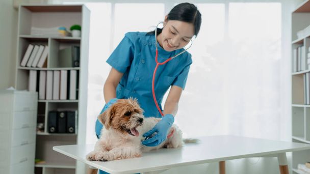 Ветеринар работает в ветеринарной больнице, ветеринар осматривает собаку, чтобы узнать, от какой болезни она страдает, маленькую собаку осматривал ветеринар в клинике. - Фото, изображение