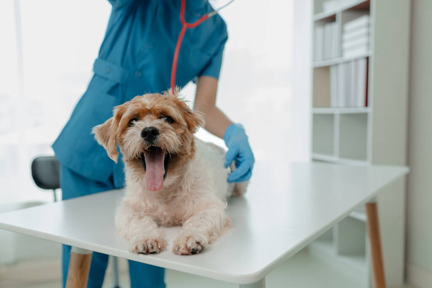 Κτηνίατρος εργάζεται σε νοσοκομείο ζώων, ένας κτηνίατρος εξετάζει ένα σκυλί για να δείτε τι ασθένεια πάσχει από, το μικρό σκυλί εξεταζόταν από έναν κτηνίατρο σε μια κλινική. - Φωτογραφία, εικόνα
