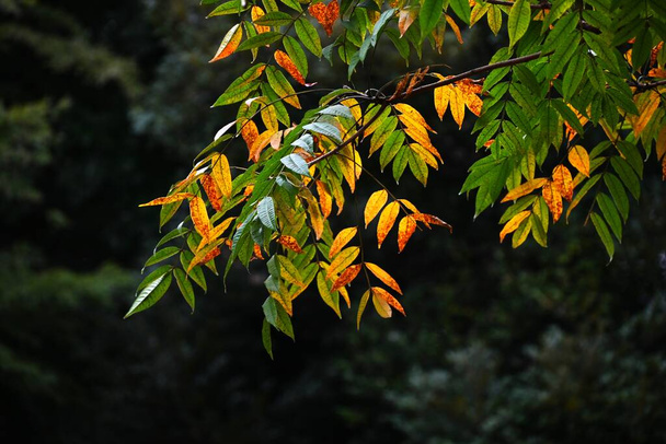 Japanilaiset vaha puun syksyn lehdet. Tätä puuta on viljelty muinaisista ajoista lähtien vahan poistamiseksi hedelmistään, jota käytetään japanilaisten kynttilöiden ja kosmetiikan raaka-aineena.. - Valokuva, kuva