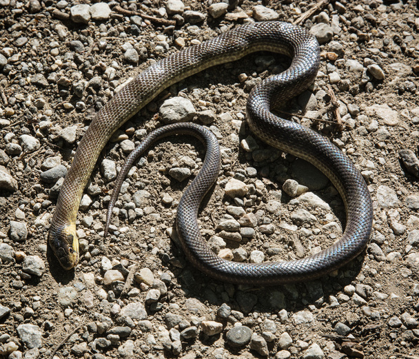 Мертвая змея
 - Фото, изображение
