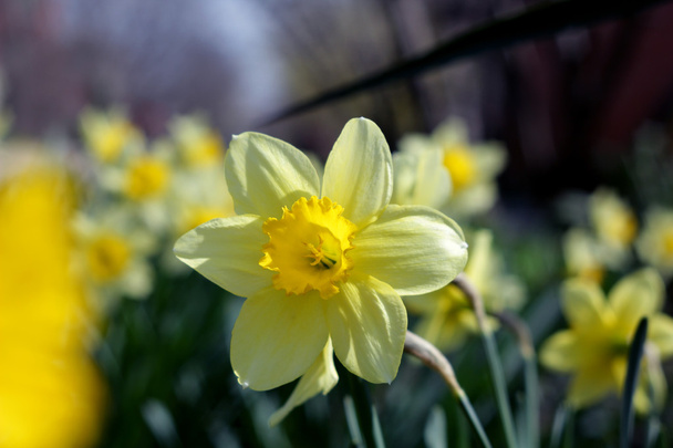 Narciso de flor de primavera
 - Foto, imagen