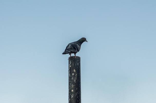 Lonesome pigeon on Wooden - Фото, изображение