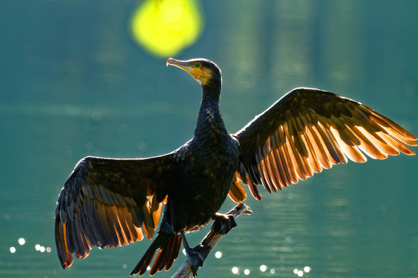 Alas de secado de cormoranes, contraluz
 - Foto, Imagen