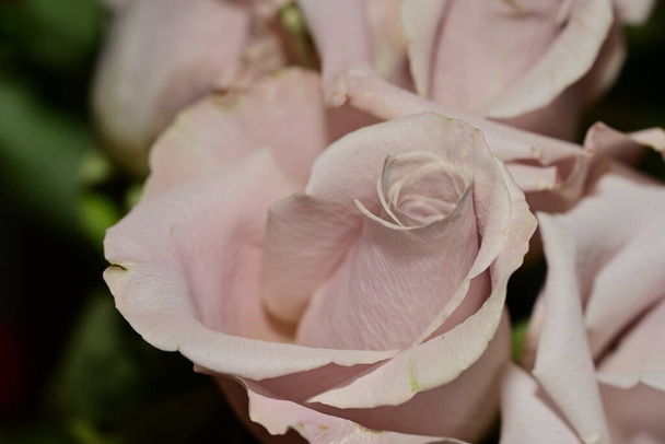 Nahaufnahme von schönen rosa Rosen Blumen. - Foto, Bild