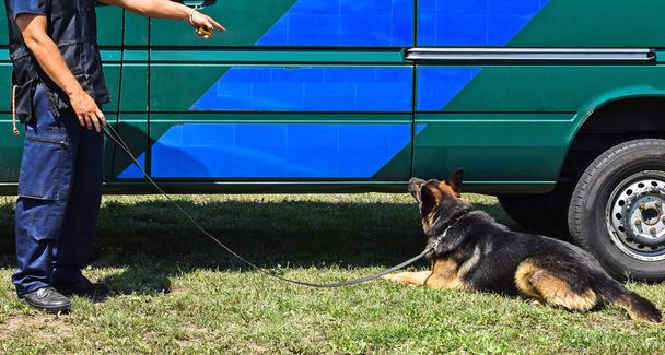 Német juhász kutya képzés - Fotó, kép