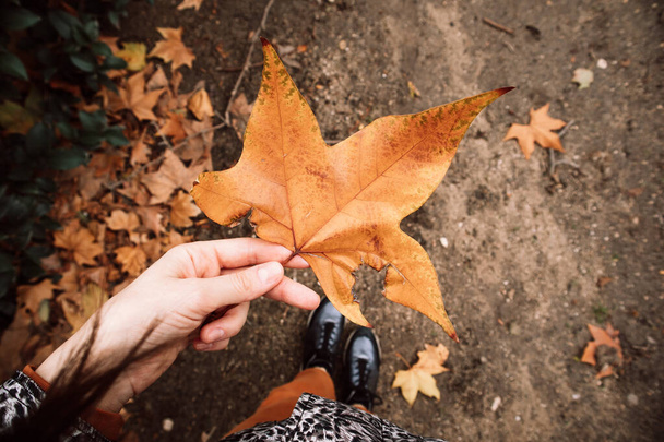 Kadının elinde kurumuş turuncu akçaağaç yaprağı. İnsan ve doğa birliği. İnsan bir sonbahar parkında yürüyor, ormanda, yerden düşen yaprakları topluyor. Kadın turist. Macera, Kanada 'ya seyahat. - Fotoğraf, Görsel