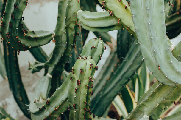 Kaktus acanalado. Blado zielone tło kaktusa. Kaktusy rosną w szklarni, szklarni. Szczegóły kłujący roślina w ogród, deser roślina. Rośliny kaktusowe w naturalnym tle.  - Zdjęcie, obraz