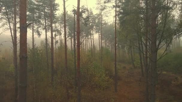 Morgennebel im Wald und auf den Feldern von Podlasie in herbstlichen Farben. - Filmmaterial, Video