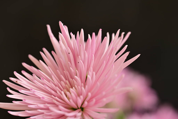 close up of pink flower - Photo, Image
