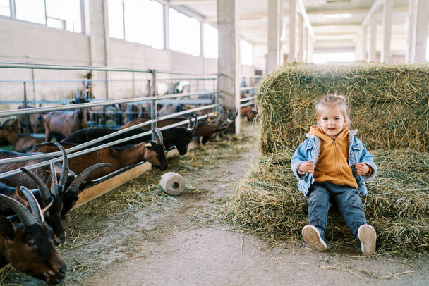 Маленька дівчинка сидить на стовбурі сіна біля доків з кіз на фермі. Високоякісна фотографія - Фото, зображення