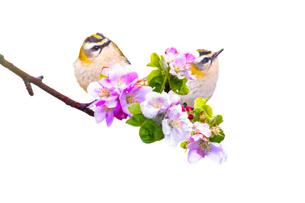 春の花でかわいい鳥たち. 孤立したイメージ. ホワイトバック。 共通のファイヤークレスト。 レグルス・イグニャピラ. - 写真・画像