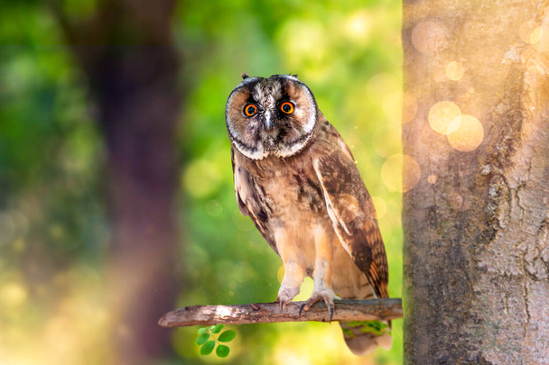 Uzun kulaklı orman baykuşu çevreyi merakla izler. Renkli doğa geçmişi. Kuş: Uzun kulaklı Baykuş (Asio otus). - Fotoğraf, Görsel