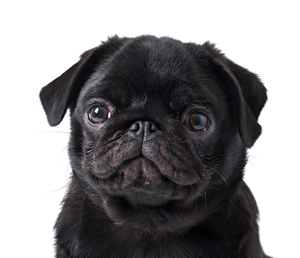 黒パグ犬 - 写真・画像