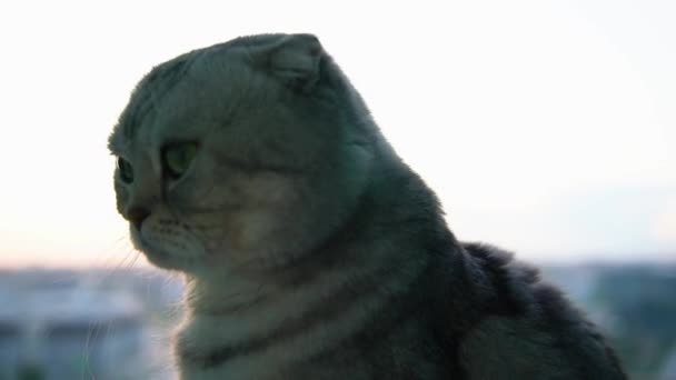 Gün batımında bir İskoç Katliamı kedisi pencere eşiğinde yatıyor. Yüksek kaliteli FullHD görüntüler - Video, Çekim