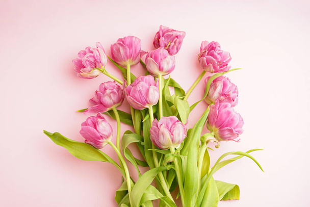 Frische rosa Tulpen auf pastellrosa Hintergrund, Nahaufnahme. Festliches Konzept für Muttertag oder Valentinstag. Grußkarte, Ansicht von oben, Bannerformat. - Foto, Bild