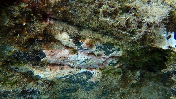 Inkrustacja alg koralowych lub skorupy koralowej, podwodne chwasty malarskie (inkrustany litofilowe), Morze Egejskie, Grecja, Halkidiki - Zdjęcie, obraz