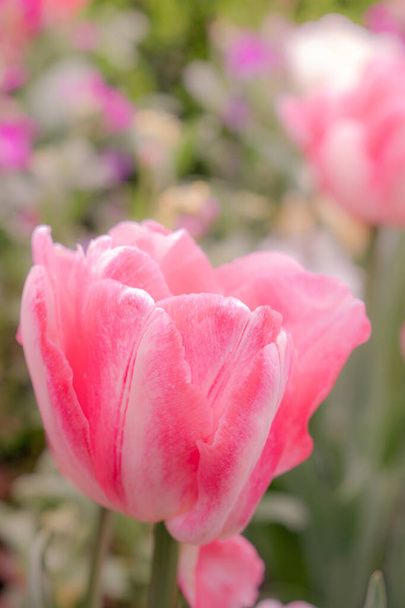 Κοντινό πλάνο του Pink Tulip στο Sunshine σε ένα ηλιόλουστο απόγευμα με επιλεκτική εστίαση - Φωτογραφία, εικόνα