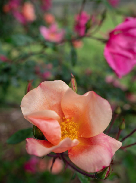 Close-up van mooie oranje Starburst Rose met selectieve focus en kopieer ruimte - Foto, afbeelding