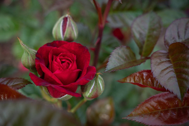 Κλείσιμο του όμορφου κόκκινου τριαντάφυλλου μπουμπούκια στον κήπο με επιλεκτική εστίαση - Φωτογραφία, εικόνα