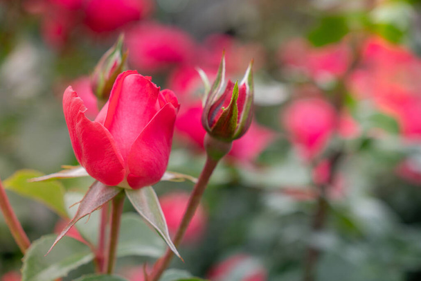 Close-up van mooie roze roos knoppen in de tuin met selectieve focus - Foto, afbeelding