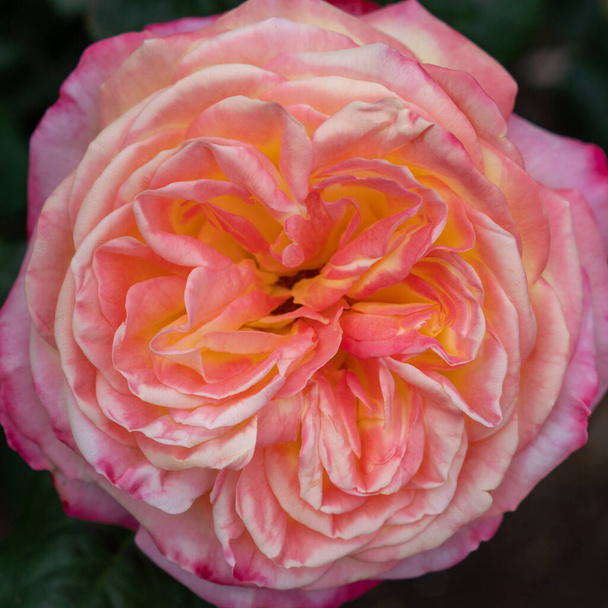 Gros plan de Belle Rose Rose Coeur Focus sélectif - Photo, image