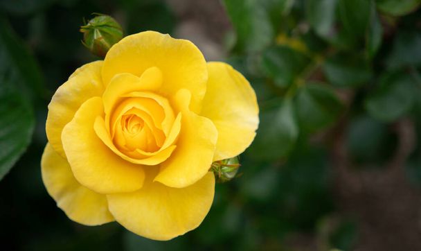 Закрыть бутон желтой розы с выборочной фокусировкой и пространством для копирования - Фото, изображение