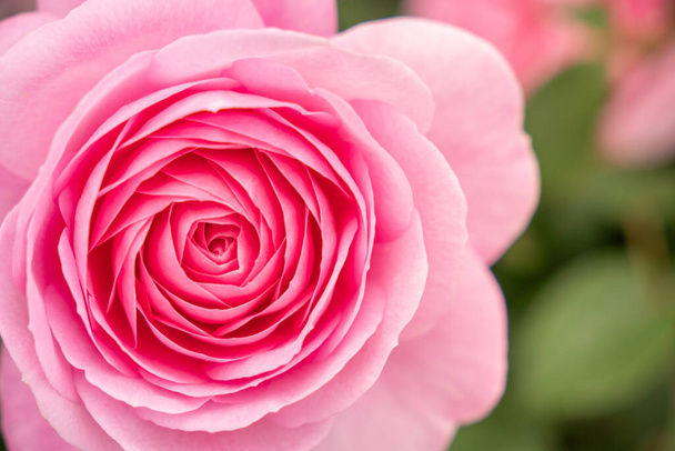 Primer plano de hermoso rosa rosa corazón enfoque selectivo - Foto, imagen