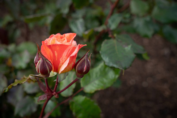 Закрыть бутон розы Эланжело пространством для копирования - Фото, изображение