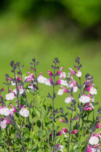 Close up of pink salvia flowers in bloom - Photo, Image