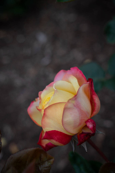 Закрыть бутон розы с выборочным фокусом и пространством для копирования - Фото, изображение