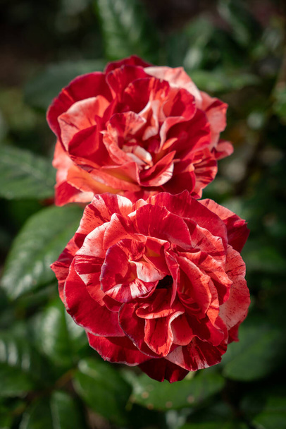 Close-up van Michaelangelo roos bloeien met selectieve focus - Foto, afbeelding