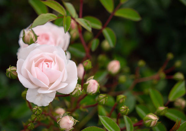 Close-up van Seafoam Roses in de tuin met selectieve focus en kopieer ruimte - Foto, afbeelding