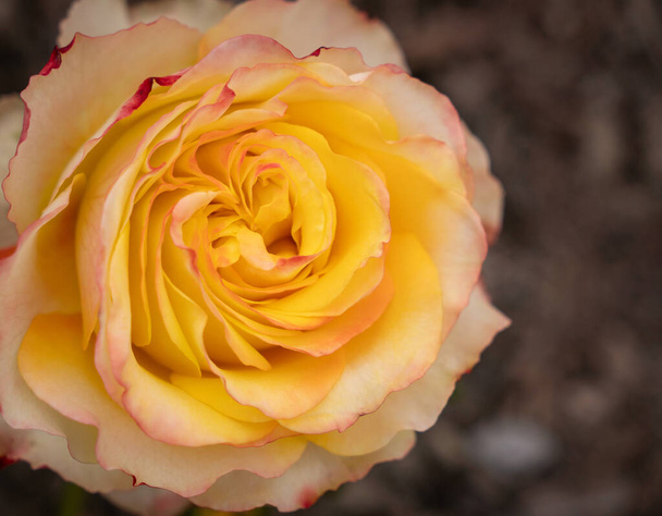 Close-up van Tequila Sunrise Rose Bloom met selectieve focus - Foto, afbeelding
