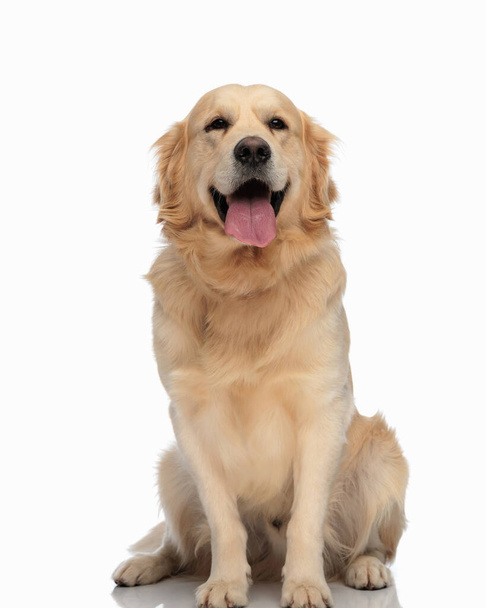 mooie labrador retriever hond steken uit tong en hijgen terwijl zitten in de voorkant van witte achtergrond - Foto, afbeelding