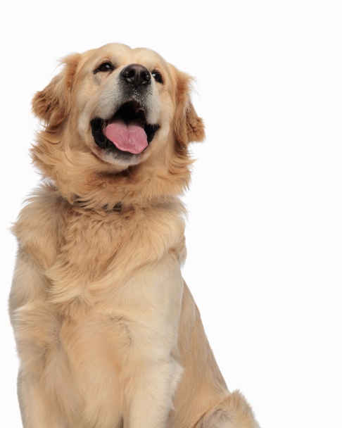felice cane labrador retriever sporgere la lingua e ansimando mentre guardando verso l'alto di fronte a sfondo bianco  - Foto, immagini