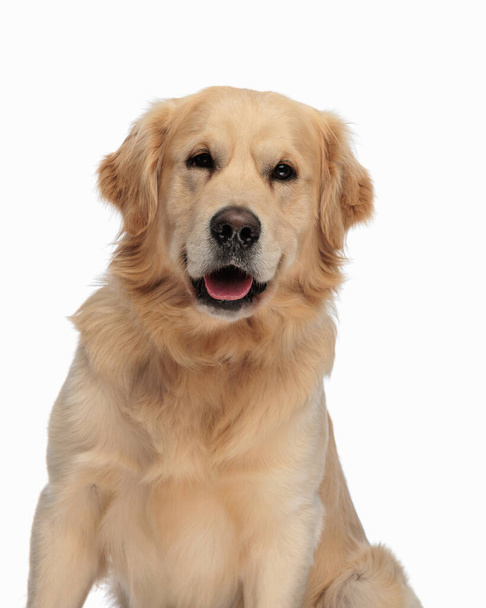 retrato de hermoso labrador retriever cachorro sobresaliendo lengua y jadeando mientras está sentado delante de fondo blanco - Foto, imagen
