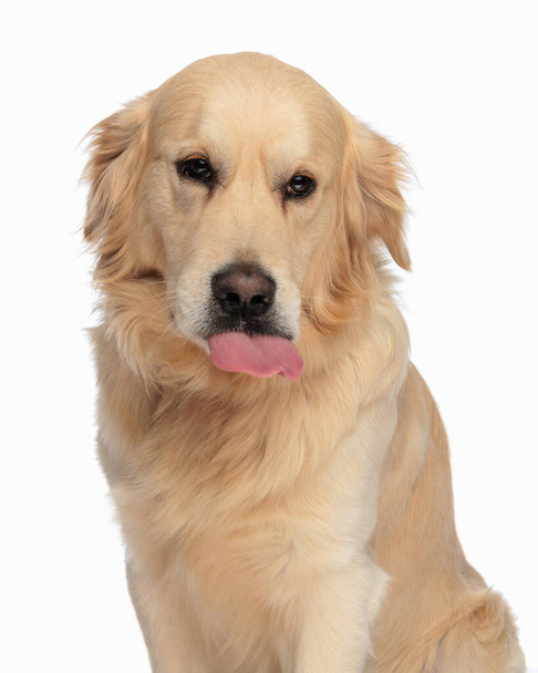 Niedlicher Labrador Retriever Hund ragt Zunge heraus und hechelt, während er vor weißem Hintergrund sitzt  - Foto, Bild