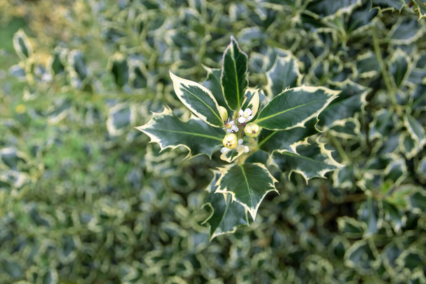 Ilex aquifolium variegated female plant with white four-lobed flowers and unripe fruits. Christmas holly in the garden. Evergreen shrub cultivar. - Photo, Image