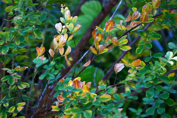 日本のブッシュクローバー(スパイデザ)の黄葉. ファブリック低木. 季節的な背景材料. - 写真・画像