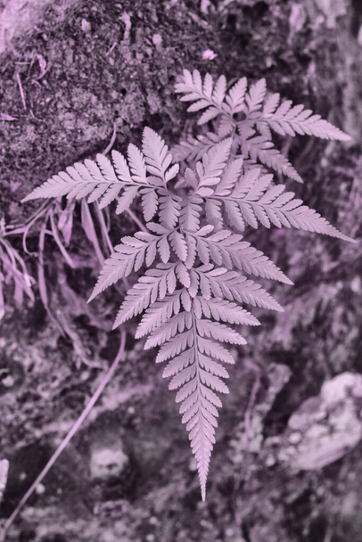 image infrarouge des feuilles sauvages de fougère feuillue - Photo, image