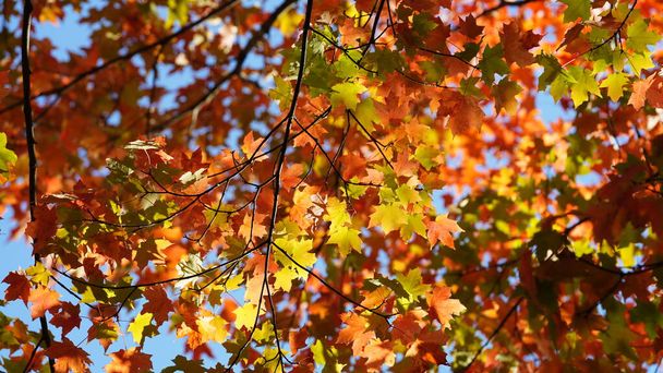De kleurrijke en mooie bladeren aan de bomen in de herfst - Foto, afbeelding