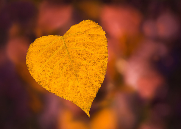 Desde el otoño con amor
 - Foto, imagen