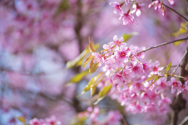 Pink Pastel flower floral soft nature blossom blurred background. Vintage retro romance plum botanical bloom spring season. Blurry Cherry blossom petals plant in beautiful garden. Backdrop template - Fotó, kép