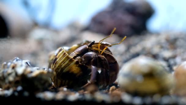 La vidéographie animale. Animal Gros plan. Images de Crabe ermite (Coenobita Brevimanus) changeant sa coquille. Comportement animal. Prise de vue en macro avec résolution 4K - Séquence, vidéo