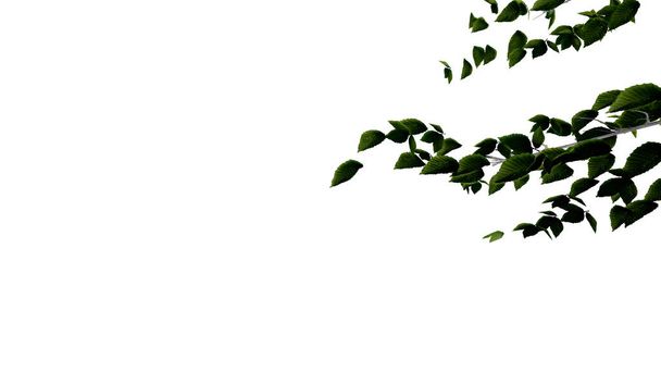 δέντρο αφήσει τη φύση διαφανή κοπεί δάσος απομονωμένο φόντο 3d καθιστούν. δέντρο τροπικό πράσινο φυτό φυσικό ξύλο προβοσκίδα φυλλώματα θάμνος δέντρο ρεαλιστική καφέ υφή καλοκαιρινή ανάπτυξη παλιό φύλλο. - Φωτογραφία, εικόνα