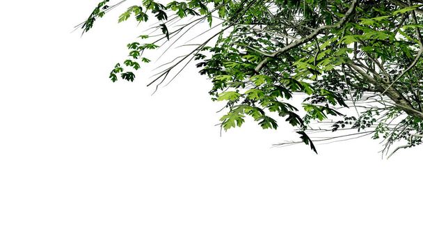 arbre laisser la nature transparente découpé forêt isolé arrière-plan rendu 3d. arbre tropical vert plante bois naturel jardin tronc feuillage buisson arbre réaliste brun texture été croissance vieille feuille. - Photo, image