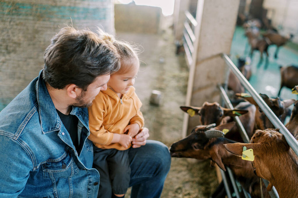 Ziegen schnüffeln durch den Zaun, ein kleines Mädchen sitzt auf dem Schoß ihres Vaters. Hochwertiges Foto - Foto, Bild