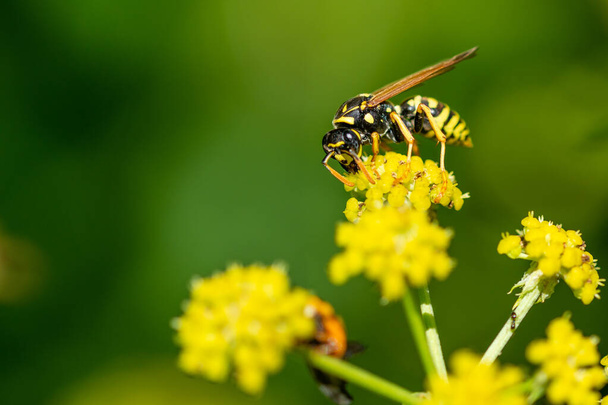 Макро фото осы сада на желтом диком цветке - Фото, изображение