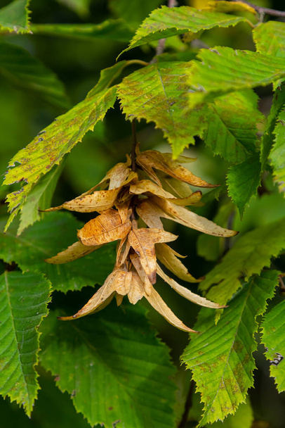 ホルンビームの枝,カルピヌスベッツルスの種,または緑の葉と共通のホルンビーム,晴れた朝に茶色の3点の葉の種子が含まれています. - 写真・画像